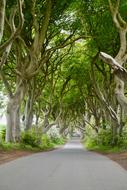 Ireland The Dark Hedges Beech