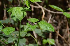 Butterfly Nature Insect