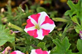 Surfinien Flowers Blossom