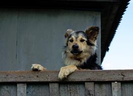 House Fence