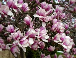 sakura spring blooming