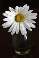 Daisy Flower White
