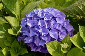 Hydrangea Color Violet