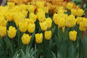 fragrant yellow tulips in the garden