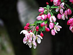pink flowers on a branch are beautiful