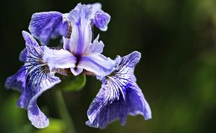blue Iris Flower Flora