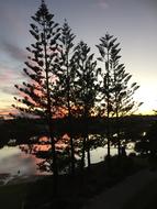 Sunset Trees