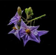Blossom Bloom Solanum
