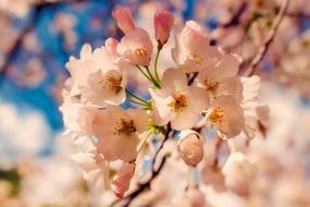 Flowers Plants Blooms