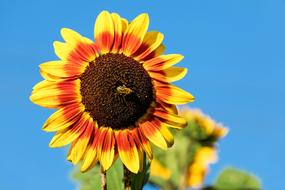 Sunflower in summer time