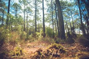 Trees Forest Woods