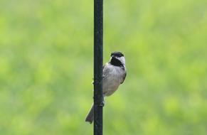 Bird Chickadee Nature