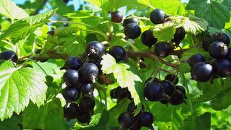 summer currant
