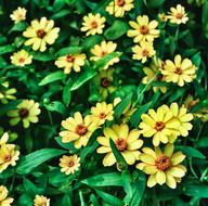 Flower Plant Yellow
