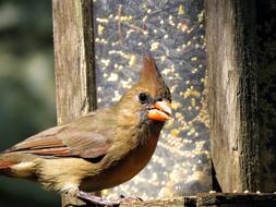 Bird Close Up Female Cardinal