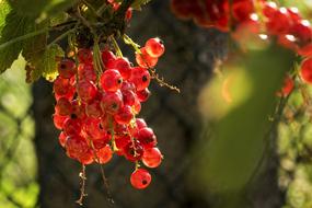 Garden Sun Fruits