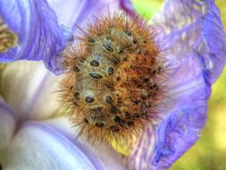 Caterpillar Spike Nature