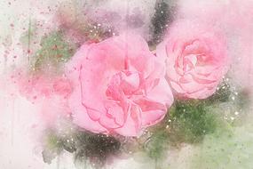 roses on a postcard