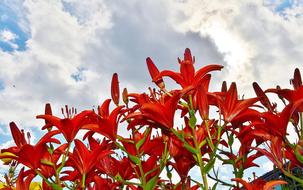 red flowers on the sky background