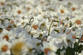 white daisies in the garden are beautiful