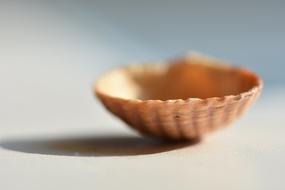 Shell Macro Seashells