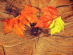 Fall leaves on Texture Wood