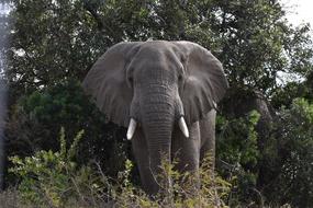 Elephant South Africa Wild Animals