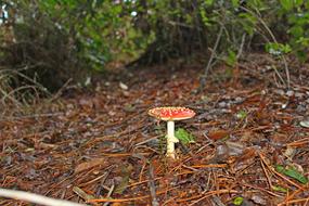 mushroom poisonous forest