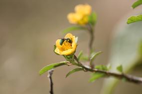 insect on yellow flower bush