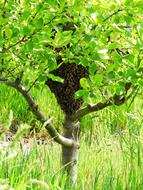 Swarm Plum Tree Bees