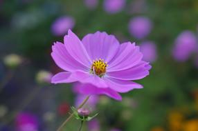 Cosmea Flower Blossom