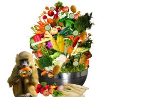 eat health nutrition monkey