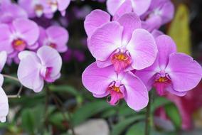 Orchids Tropical Floral