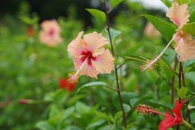 Hibiscus Tropical Hibisceae