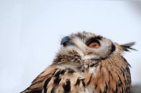 Eagle Owl Bird Of Prey