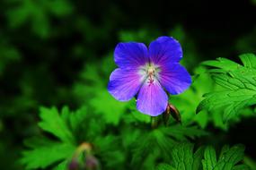 Flower Blossom Bloom