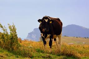 Cow on Prato Mountain