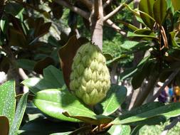 ripe green fruits