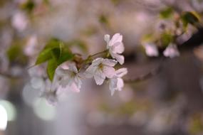Japanese Cherry Blossoms In Spring