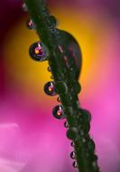 flower stem in water drops