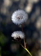 Dandelion Plant Drops