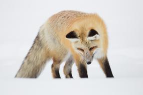 Red Fox Portrait Wildlife