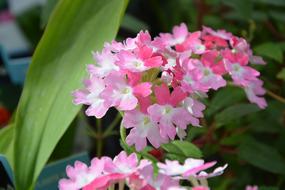 small pink flowers in the garden