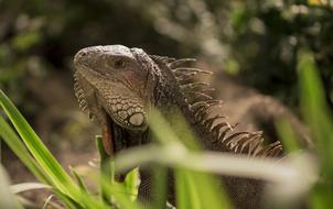 Iguana Animal