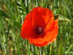 Field Flower Meadow Poppy