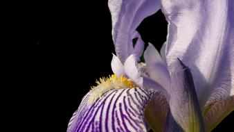 Iris Blossom Bloom