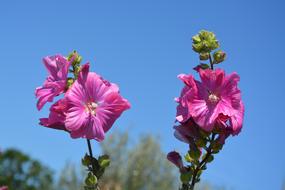 Flowers Roses Blue Sky Color