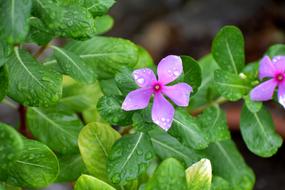 Periwinkle Flower Purple Rain