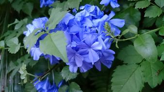 blue flowers are beautiful