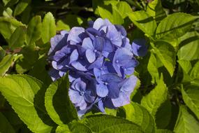Hydrangea Flower purple flower exotic
